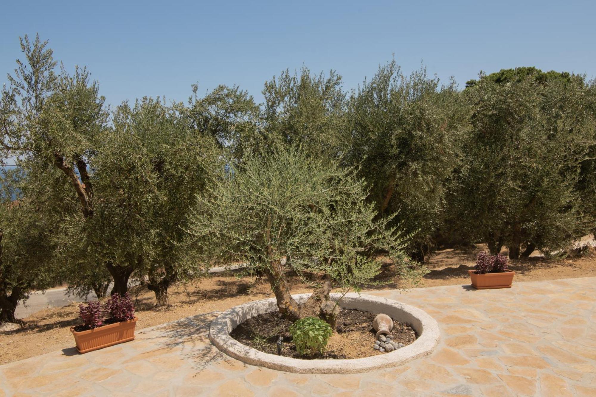 Cossoro Villas Zakynthos Xirokástellon Rom bilde